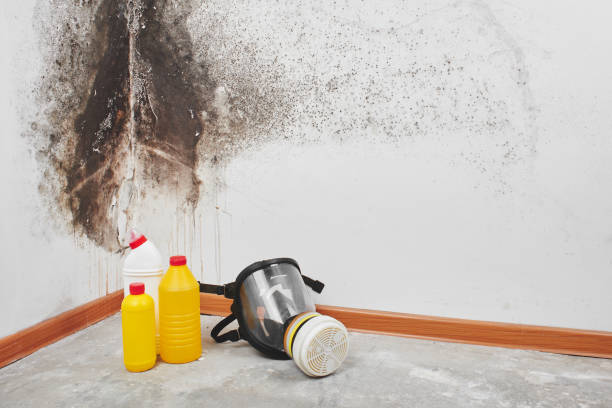 Best Industrial Mold Remediation in Machias, WA
