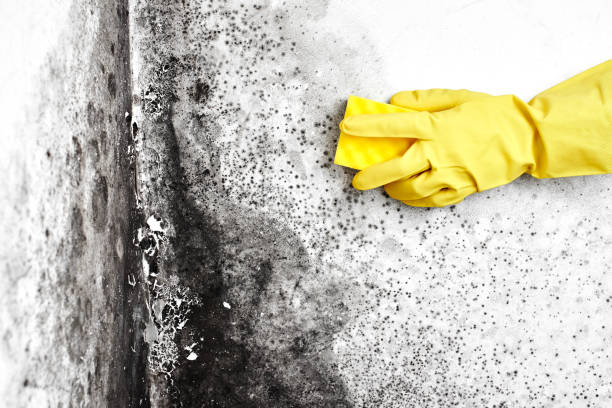 Best Mold Remediation for Schools in Machias, WA