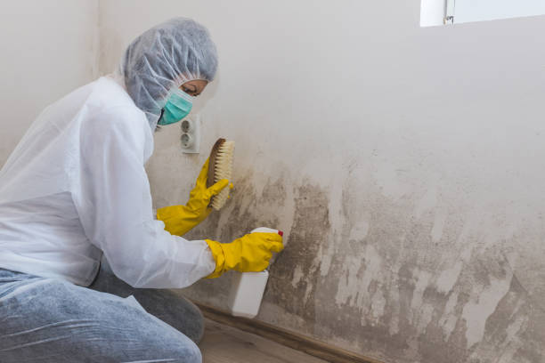 Best Localized Mold Remediation (e.g., coastal areas, humid climates) in Machias, WA