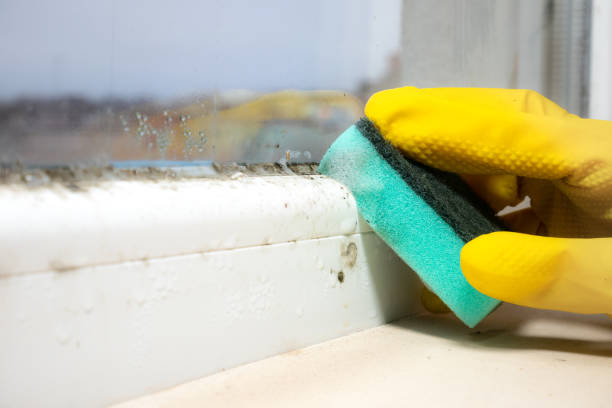 Best Emergency Mold Remediation in Machias, WA