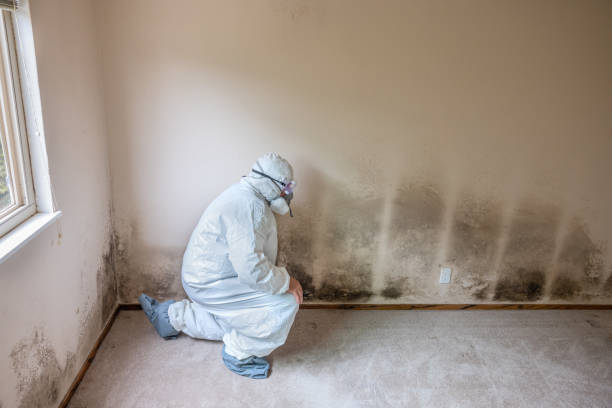 Best Post-Flood Mold Remediation in Machias, WA