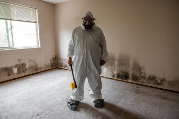 Reliable Machias, WA Mold Remediation Solutions